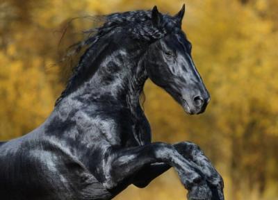 زیباترین اسب جهان که هوش از سرتان می برد، عکس